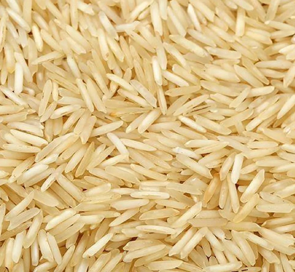 1509 Golden Rice